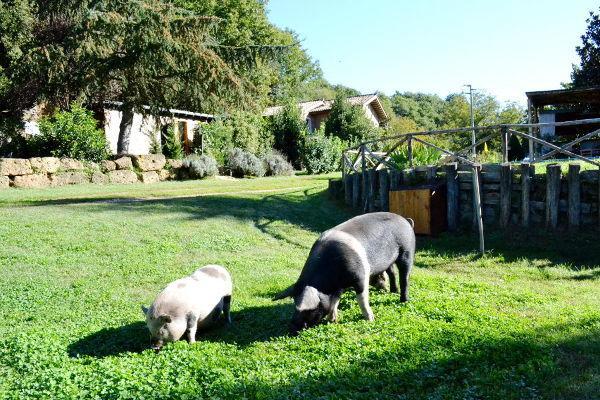 Agriturismo La Sorgente Di Nepi Otel Dış mekan fotoğraf