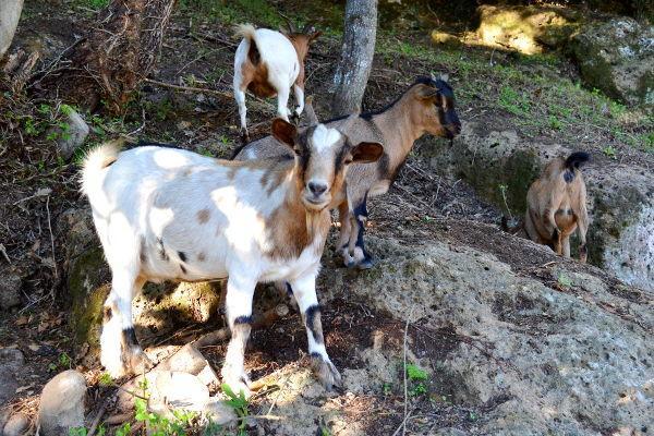Agriturismo La Sorgente Di Nepi Otel Dış mekan fotoğraf