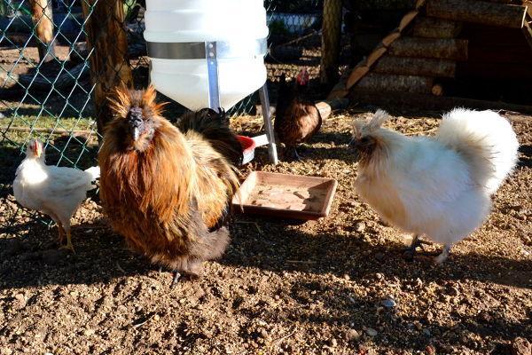 Agriturismo La Sorgente Di Nepi Otel Dış mekan fotoğraf